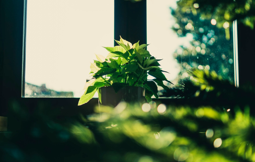 Professional Defogging Professional Defogging